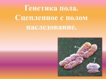 Генетика пола. Сцепленное с полом наследование