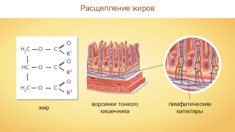 Расщепление жиров. Формула расщепления жира. Распад жиров. На что расщепляются жиры.