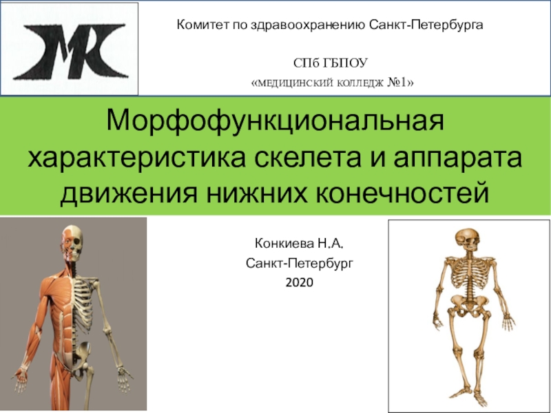 Презентация Морфофункциональная характеристика скелета и аппарата движения нижних