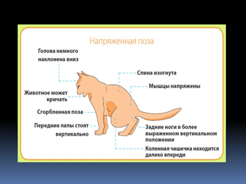 Есть ли сознание у животных презентация