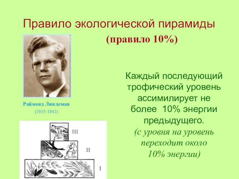 Закон линдемана. Пирамида Линдемана экологическая. Правило экологической пирамиды. Экологические пирамиды правило Линдемана.