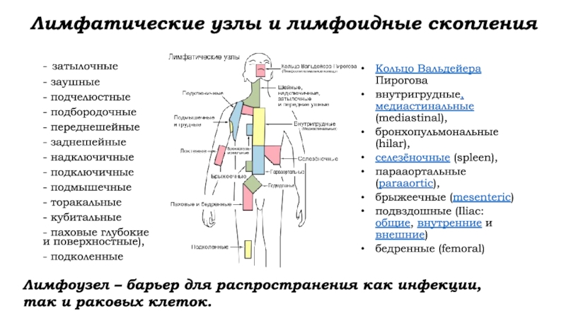 Скопление лимфатических узлов. Парааортальные лимфатические узлы. Затылочные лимфатические узлы. Паракруральные лимфатические узлы. Заднешейные лимфатические узлы расположены.