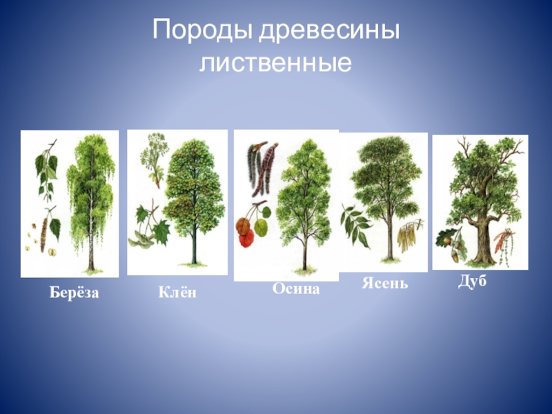 Виды деревьев россии фото и названия