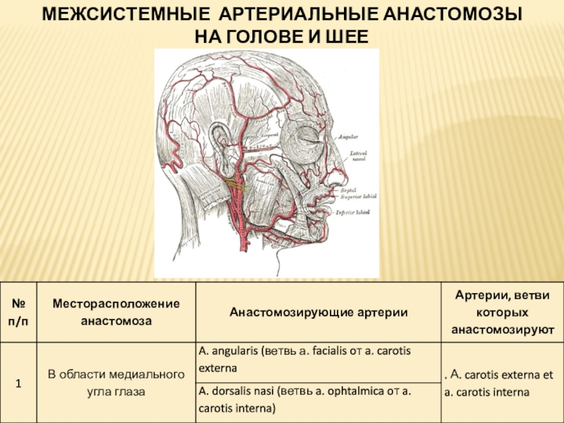 Сонная голова. Анастомозы наружной сонной артерии. Анастомозы артерий головы. Межсистемные анастомозы головы и шеи. Межсистемные и внутрисистемные анастомозы артерий.