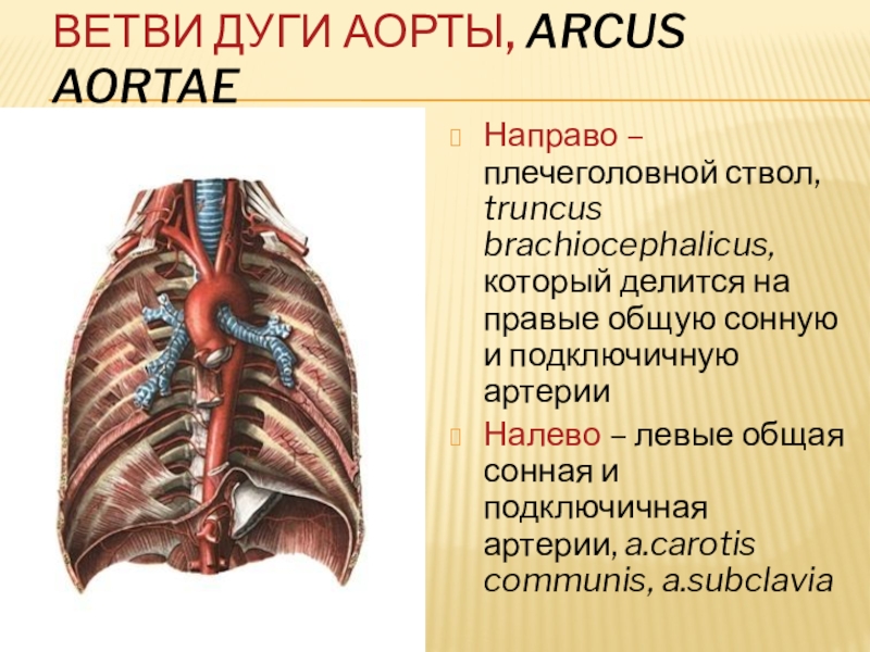 Реферат: Артерии головы и шеи. Артериальные анастомоза