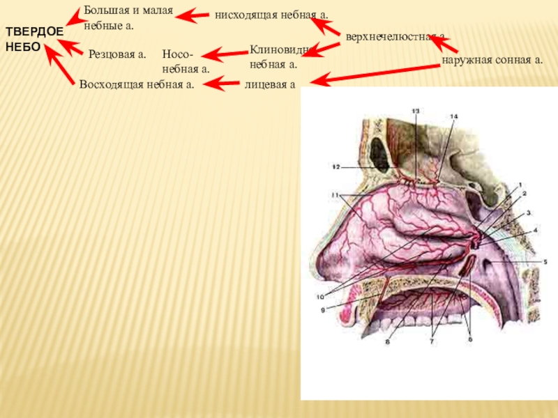 Верхнечелюстная артерия презентация