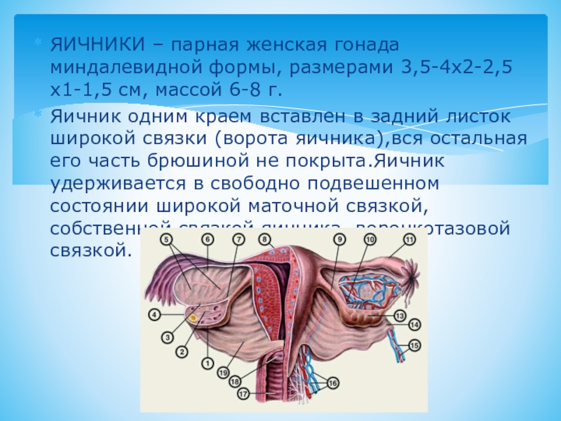 4 женская половая железа. Женский половой орган. Внутренние женские половые органы. Яичник ворота яичника.