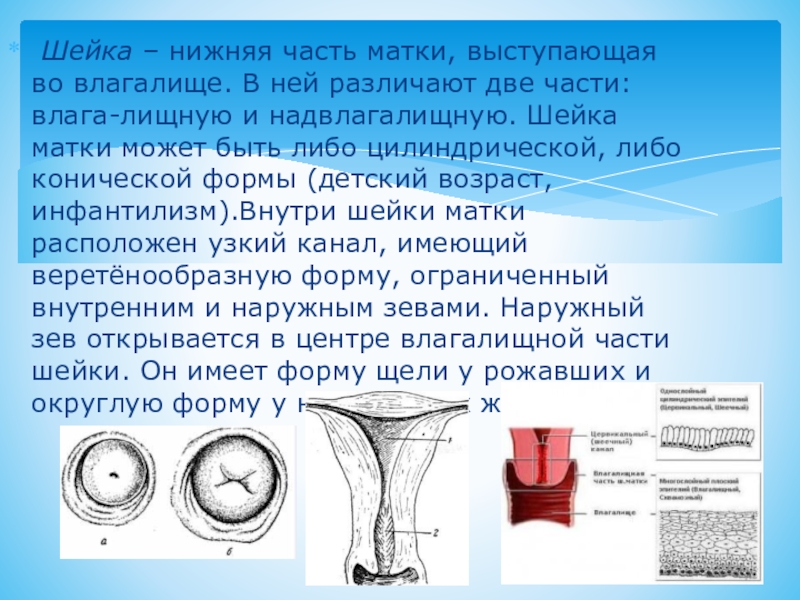 Строение шейки матки в картинках