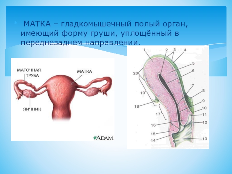 Полые органы человека. Полые внутренние органы.