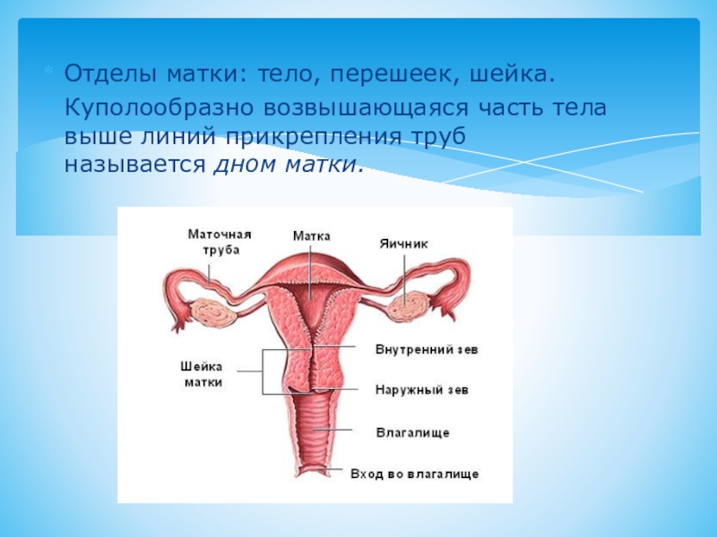 Где находится матка картинки