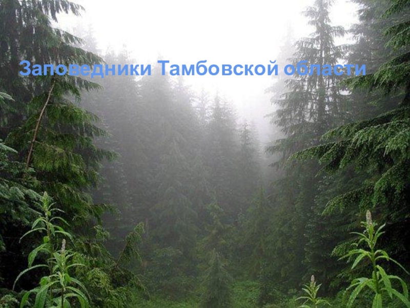 Заповедники Тамбовской области