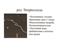 Стрептококи