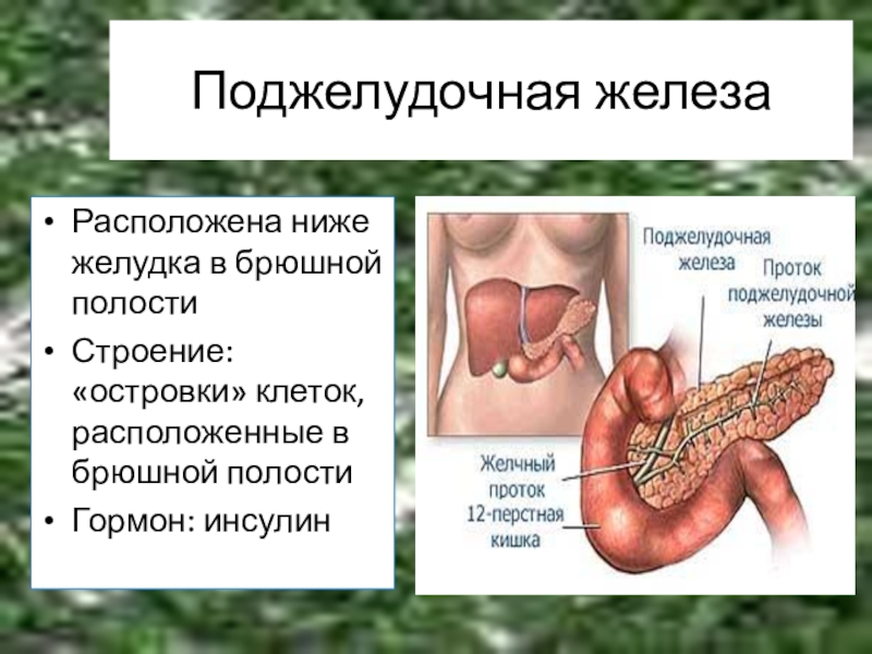 Железы внутренней секреции Поджелудочная железаРасположена ниже желудка в брюшной полостиСтроение: «островки» клеток, расположенные в брюшной полостиГормон: инсулин Поджелудочная железаРасположена ниже желудка в брюшной полостиСтроение: «островки» клеток, расположенные в брюшной полостиГормон: инсулин