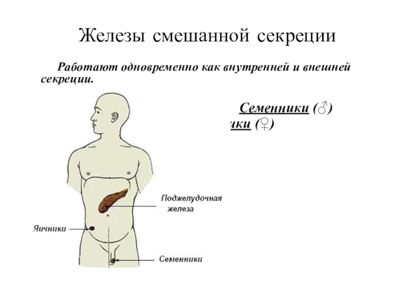 Железы внутренней секреции Железы смешанной секрецииРаботают одновременно как внутренней и внешней секреции.Семенники (♂) Железы смешанной секрецииРаботают одновременно как внутренней и внешней секреции.Семенники (♂)