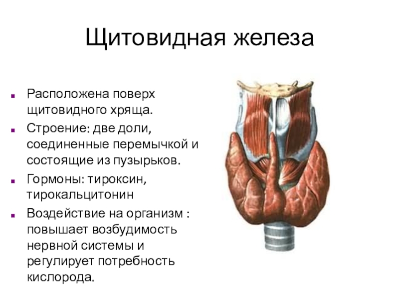 Железы внутренней секреции Щитовидная железаРасположена поверх щитовидного хряща.Строение: две доли, соединенные перемычкой и состоящие Щитовидная железаРасположена поверх щитовидного хряща.Строение: две доли, соединенные перемычкой и состоящие из пузырьков.Гормоны: тироксин, тирокальцитонинВоздействие на организм