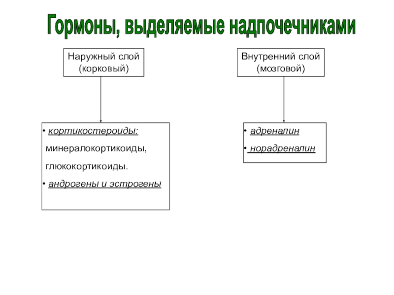 Железы внутренней секреции Наружный слой(корковый)Внутренний слой(мозговой) кортикостероиды:минералокортикоиды, глюкокортикоиды. андрогены и эстрогены адреналин норадреналин Гормоны, выделяемые надпочечниками Наружный слой(корковый)Внутренний слой(мозговой) кортикостероиды:минералокортикоиды, глюкокортикоиды. андрогены и эстрогены адреналин норадреналин Гормоны, выделяемые надпочечниками