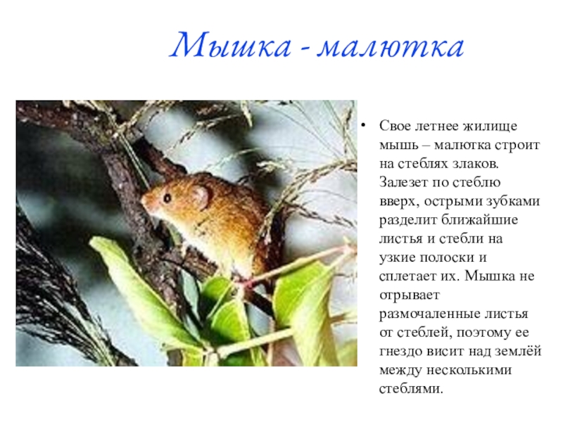 Мышка - малюткаСвое летнее жилище мышь – малютка строит на стеблях злаков. Залезет по стеблю вверх, острыми