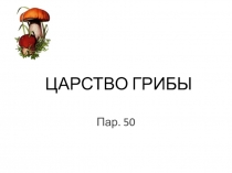 ЦАРСТВО ГРИБЫ