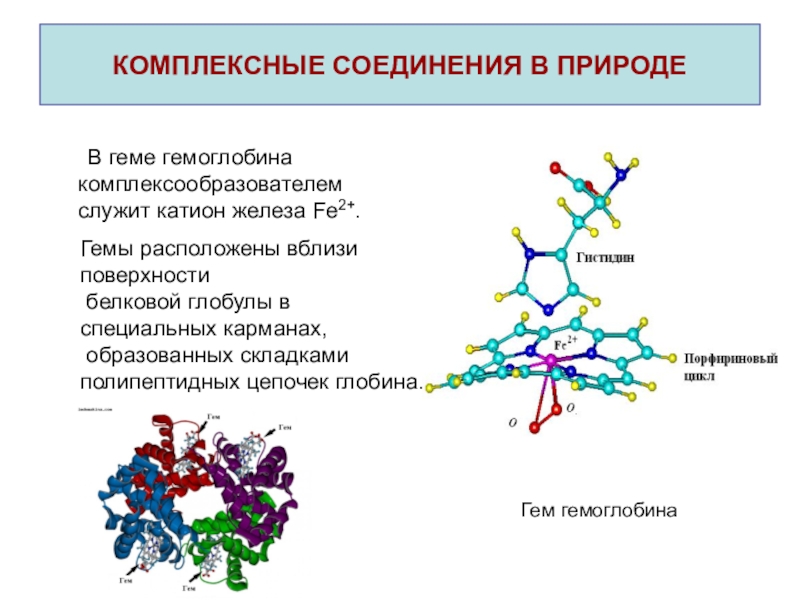 Белковую природу имеют. Гемоглобин комплексное соединение. Из чего состоит комплексное соединение. Комплексные соединения строение кратко. Комплексные соединения в природе.