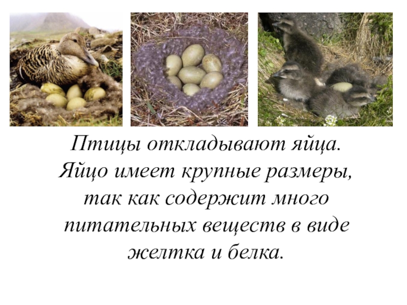 Откладывают большое количество яиц. Как птицы откладывают яйца. Животные которые откладывают яйца. Птицы могут откладывать крупные яйца. Отложили птицы.