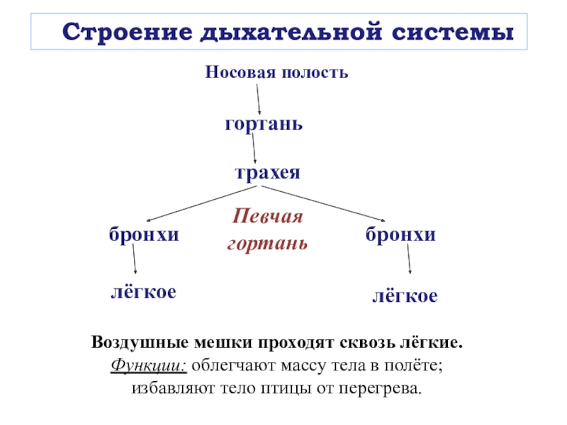 Строение носовой полости птиц. Место птиц в системе живой природы.