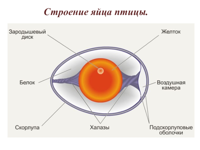 Яйцо в разрезе схема