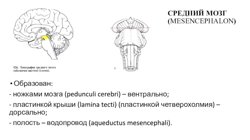 Мозги ноги. Средний мозг Мезенцефалон.