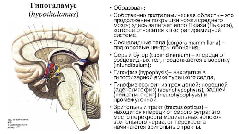 Серый мозг латынь. Гипоталамус строение серый бугор. Функциональная анатомия гипоталамуса. Подкорковые центры промежуточного мозга. Подталамическая область промежуточного мозга.
