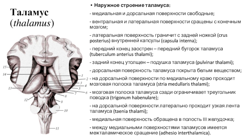 Дорсальной поверхности мозга. Промежуточный мозг таламус строение. Промежуточный мозг анатомия дорсальная поверхность. Таламус анатомия строение. Дорсальная поверхность среднего и промежуточного мозга анатомия.