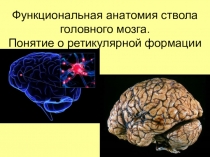 Функциональная анатомия ствола головного мозга. Понятие о ретикулярной формации