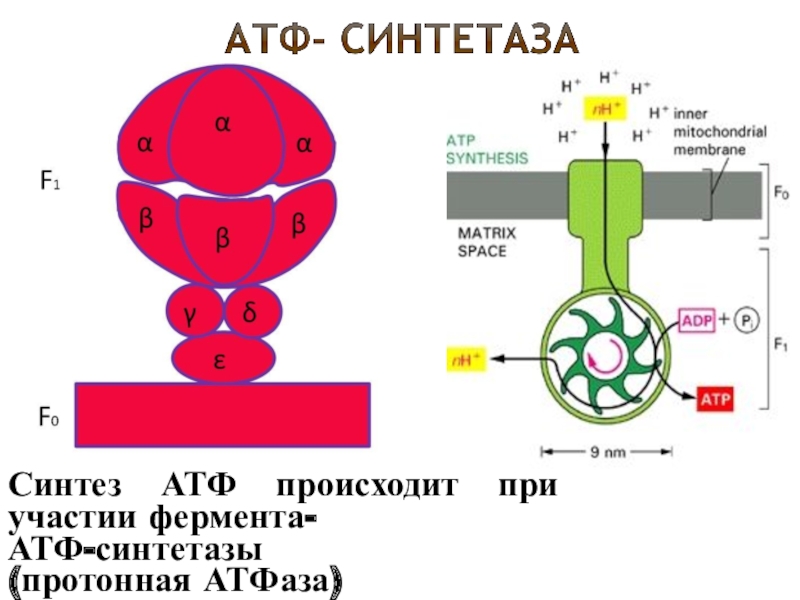 Синтез атф 3. Синтез АТФ. АТФ синтетазы. Фермент АТФ-синтаза. Процесс, происходящий при участии фермента АТФ-синтетазы..