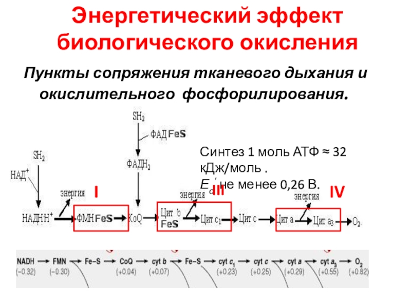 Биологическое окисление. Окислительное фосфорилирование биохимия реакции. Этапы тканевого дыхания биохимия. Энергетический эффект окислительного фосфорилирования. Биологическое окисление биохимия схема.