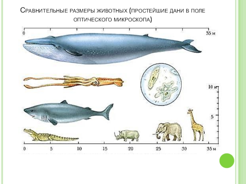 Сколько кит размер. Сравнение размеров животных. Размеры животных. Размер кита и человека. Сравнительные Размеры.