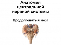 Анатомия центральной нервной системы Продолговатый мозг