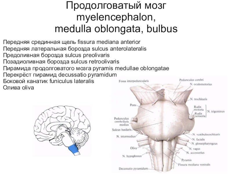 Продолговатый мозг латеральная. Fissura mediana anterior мозг. Medulla Oblongata анатомия. Myelencephalon анатомия. Бульбус продолговатый мозг.