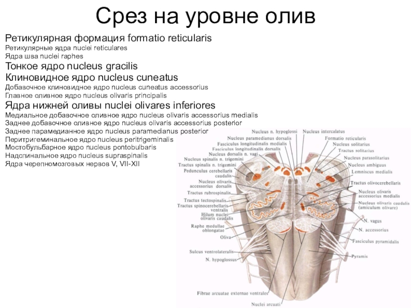 Строение продолговатого мозга на поперечном срезе ядра и проводящие пути схема