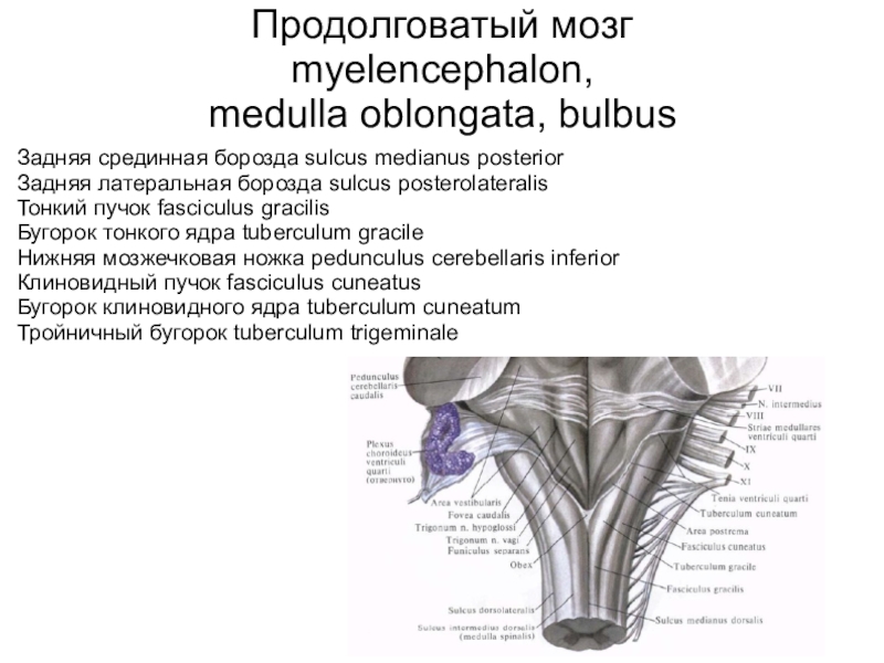 Нервы продолговатого мозга