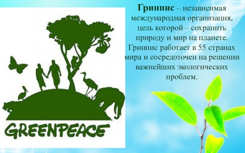 Гринпис лесной. Гринпис Международная организация. Гринпис цель организации. Гринпис в России. Гринпис природа.