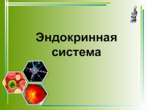 Эндокринная система
