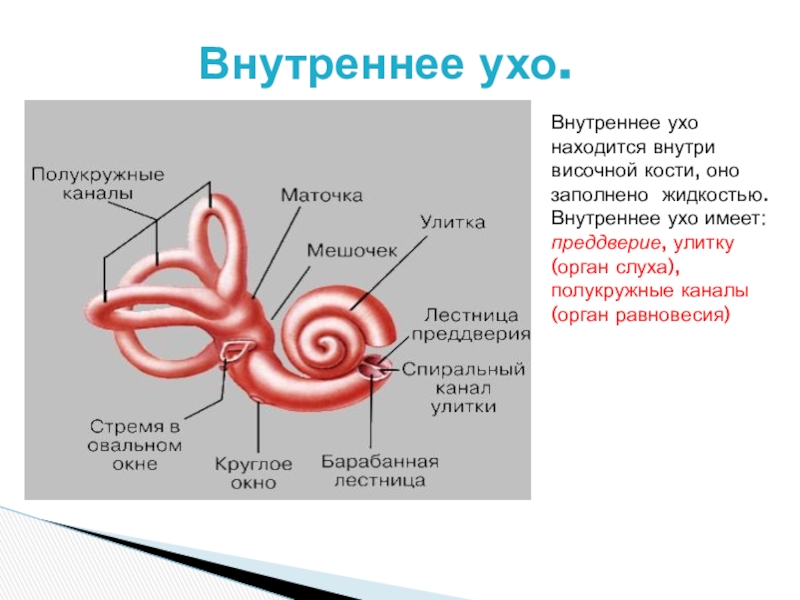 Полукружные каналы на рисунке