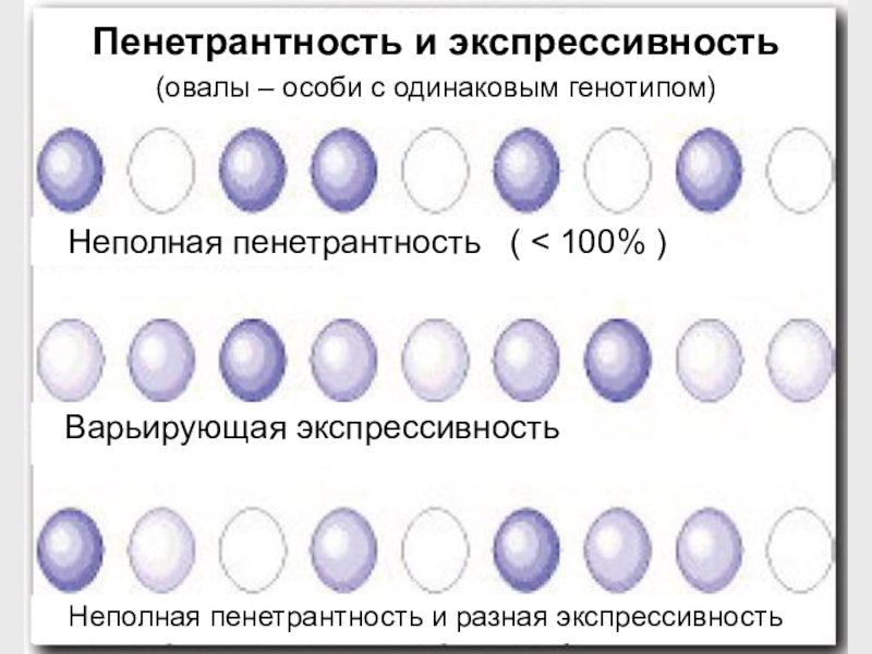 Пенетрантность и экспрессивность презентация