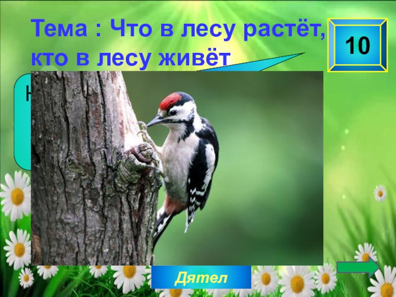 В каком лесу живет. Кто в лесу живет и что в лесу растет. Кто живет в лесу кто растет в лесу. Презентация на тему леса и птицы живущие в лесу. Презентация кто в чем в лесу живет.