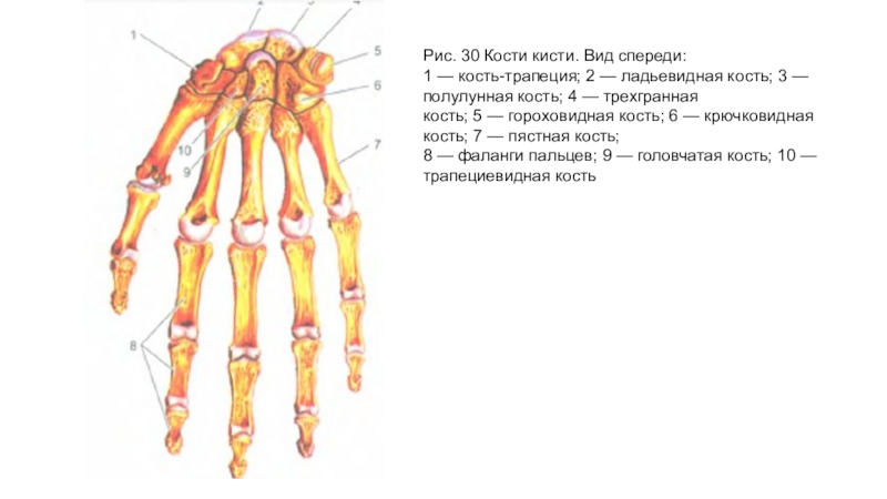 Кость запястья тип кости. Ладьевидная кость кисти строение. Кисть анатомия гороховидная кость. Анатомия 3 пястной кости. Строение костей кисти вид спереди.