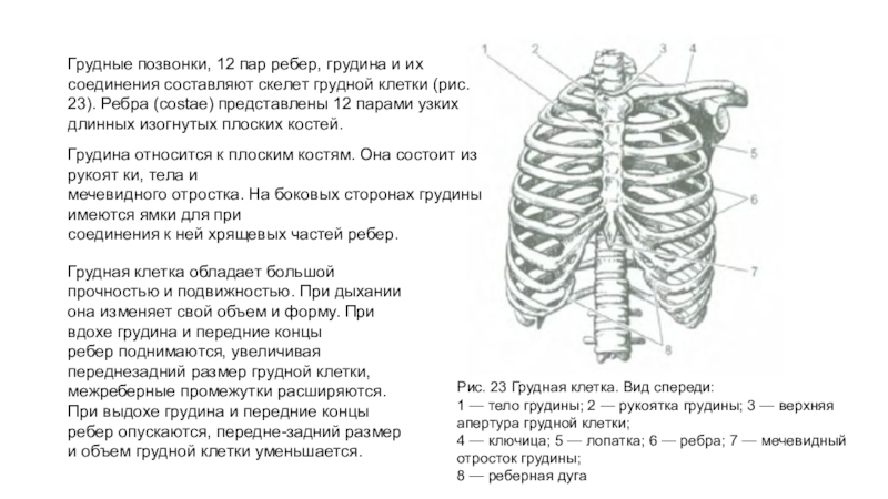 Схема ребер грудной клетки