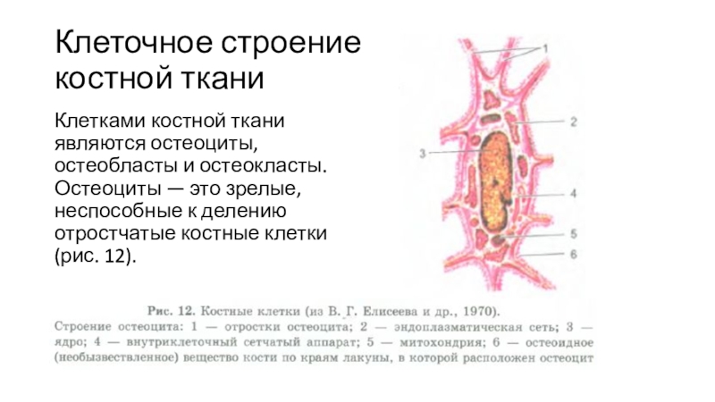 Клетка костной ткани остеоциты