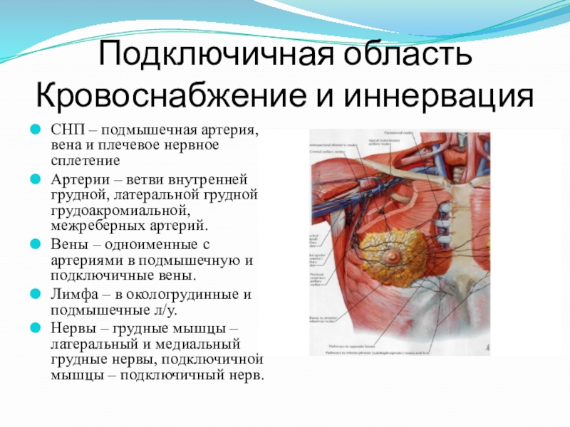 Подключичная вена. Кровоснабжение подключичной области. Подключичная область кровоснабжение и иннервация. Подключичная артерия области кровоснабжения. Подключичная артерия топография ветви области кровоснабжения.