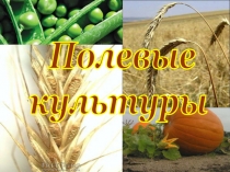 Полевые
культуры