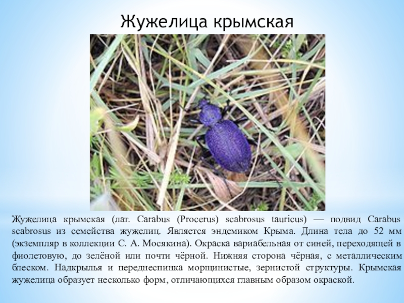 Жужелица крымскаяЖужелица крымская (лат. Сarabus (Procerus) scabrosus tauricus) — подвид Carabus scabrosus из семейства жужелиц. Является эндемиком