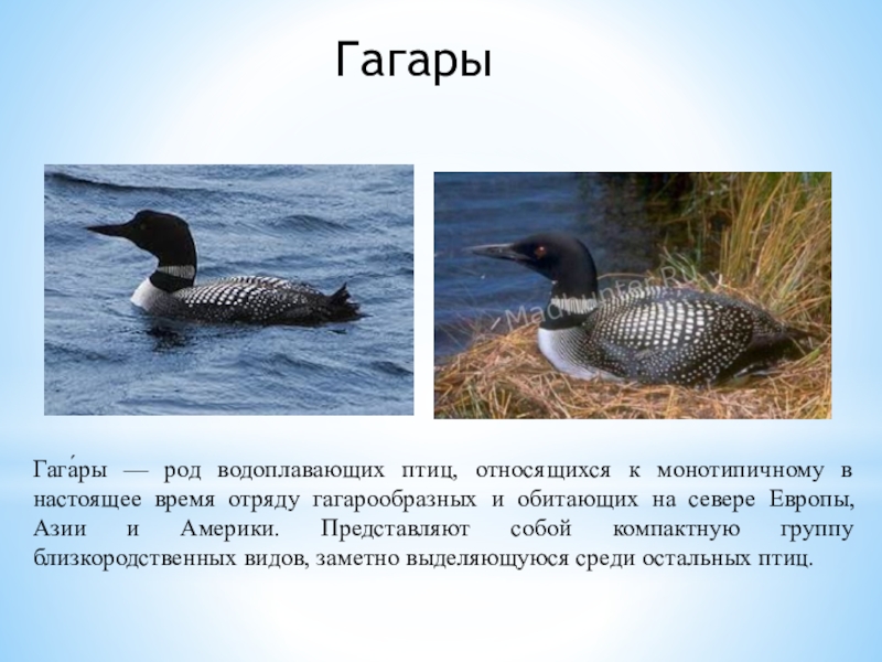ГагарыГага́ры — род водоплавающих птиц, относящихся к монотипичному в настоящее время отряду гагарообразных и обитающих на севере