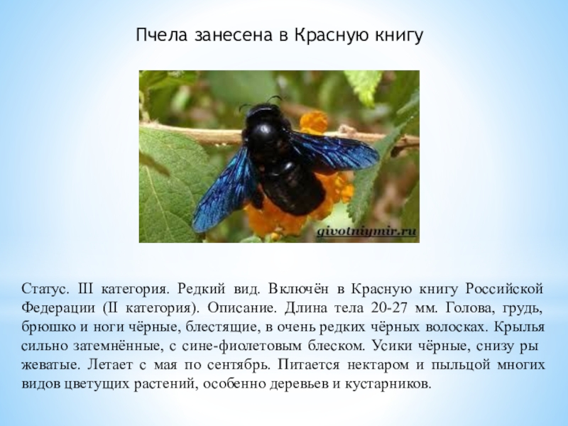 Пчела занесена в Красную книгуСтатус. III категория. Редкий вид. Включён в Красную книгу Российской Федерации (II категория).